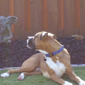 Gargoyle