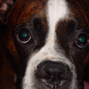 Dempsey mug shot