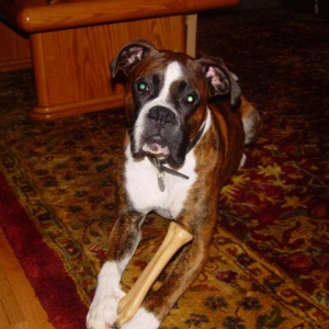 Dempsey w/ chewy toy