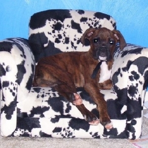 Spike's Cow Chair