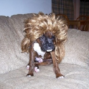 Spike's Joe Dirt Wig