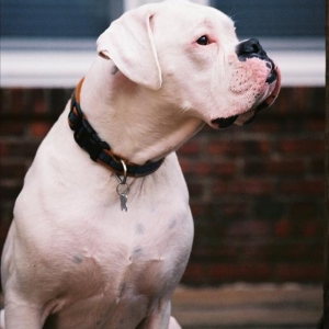 Snoopy