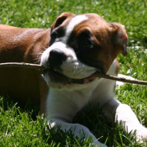 little dog, big stick