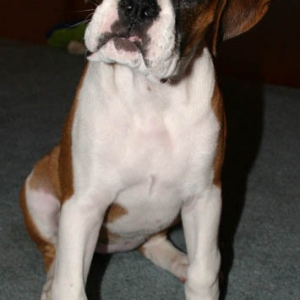 learning "sit"