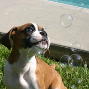 bacon flavored bubbles!