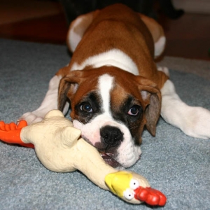 she loves her chicken