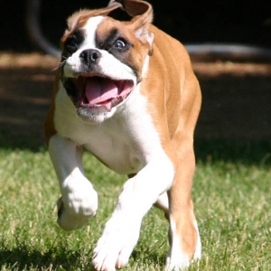 burnin makes bailey happy!