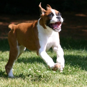 burnin makes bailey happy, again!