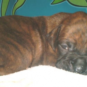 Chuvalo 2 wks
