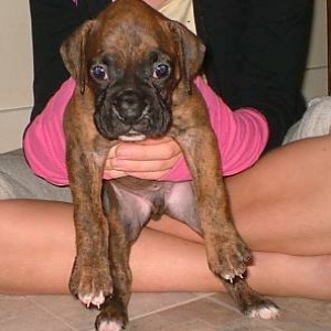 Chuvalo 4 wks