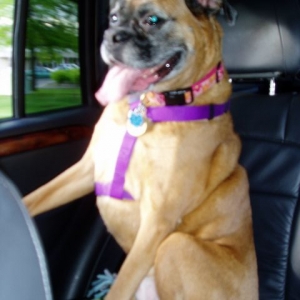 Clio taking a car ride