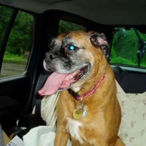 Clio after running around in the rain