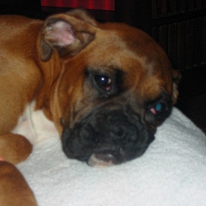 Bea sleeping off the pain meds