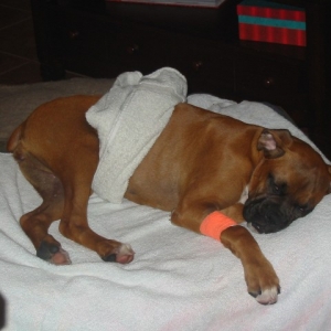 Injured Bea