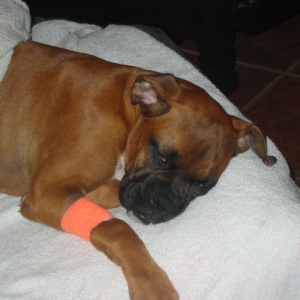 Sleeping Bea