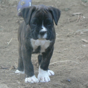 Laila6wks