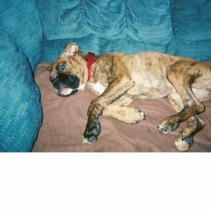 lucy claiming the couch at 4 months