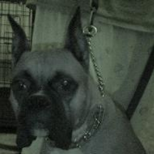 Scoobert Von Diesel