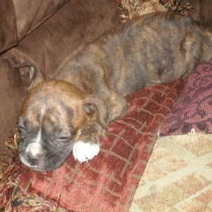 Meet Bailey Mae!