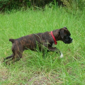 Boxer or Pointer?