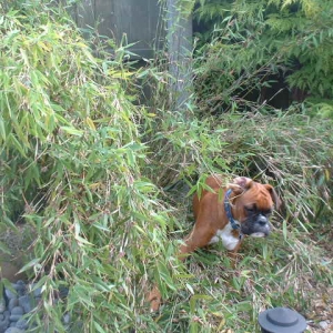 Zeb in the bamboo