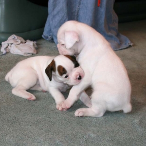 Tilly&Bobby2