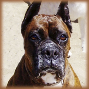 Cesar