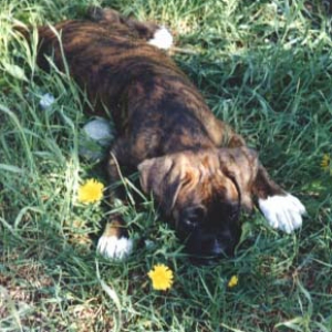 Cesar Pup
