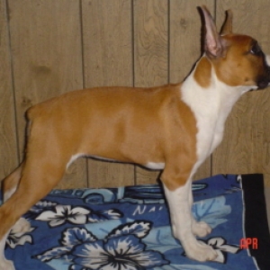 Cici