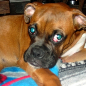 Cherry Eye