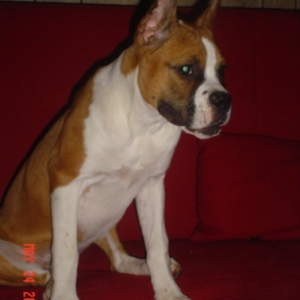 Cici
