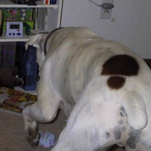 Pawing at the Piggy Bank