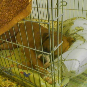 sleeping angel
