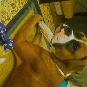 bone time