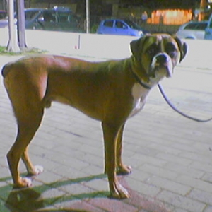 walk