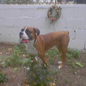 yard