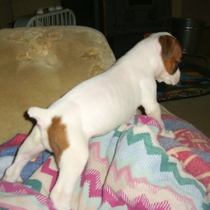 Matilda at 6 weeks