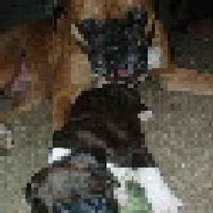 Jedi Playing w/Diesel