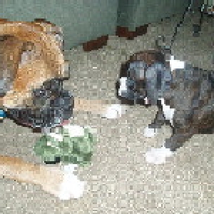 Diesel and Jedi playing.