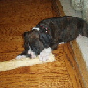 Jedi and a huge bone