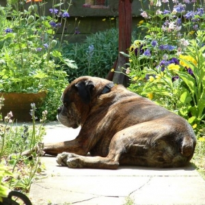 Sunshine Sophie
