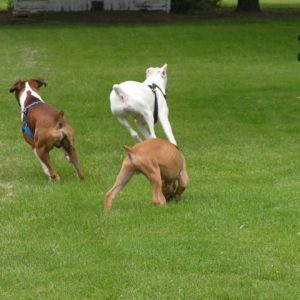 Boxer Tails