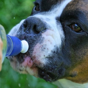 Thirsty work