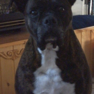 Koko, 6 yrs