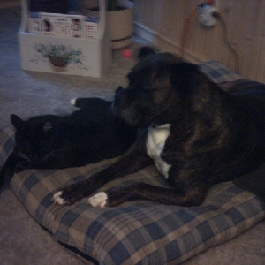 Koko and cat
