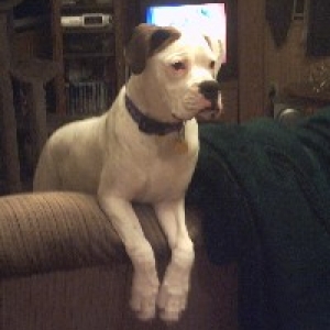 Gus
