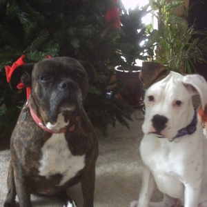 Gus & Koko