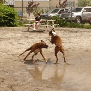Boxer Play