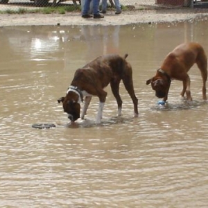 Cooling Boxers