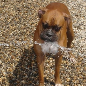 Tyson loves water
